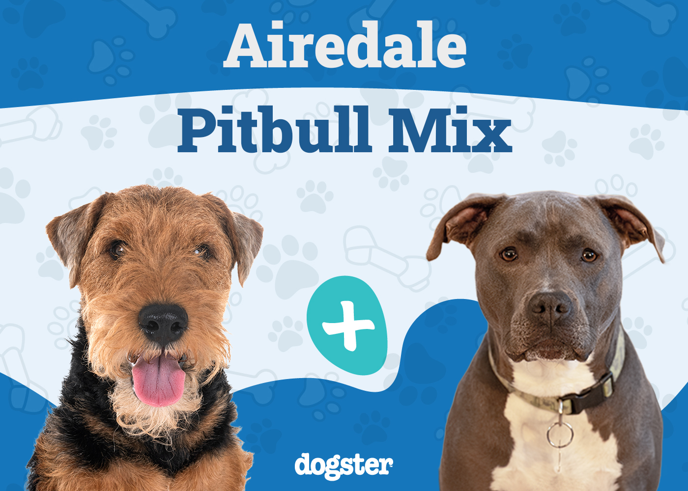 Airedale Pitbull Mix: Info, Pictures, Care Guide & More