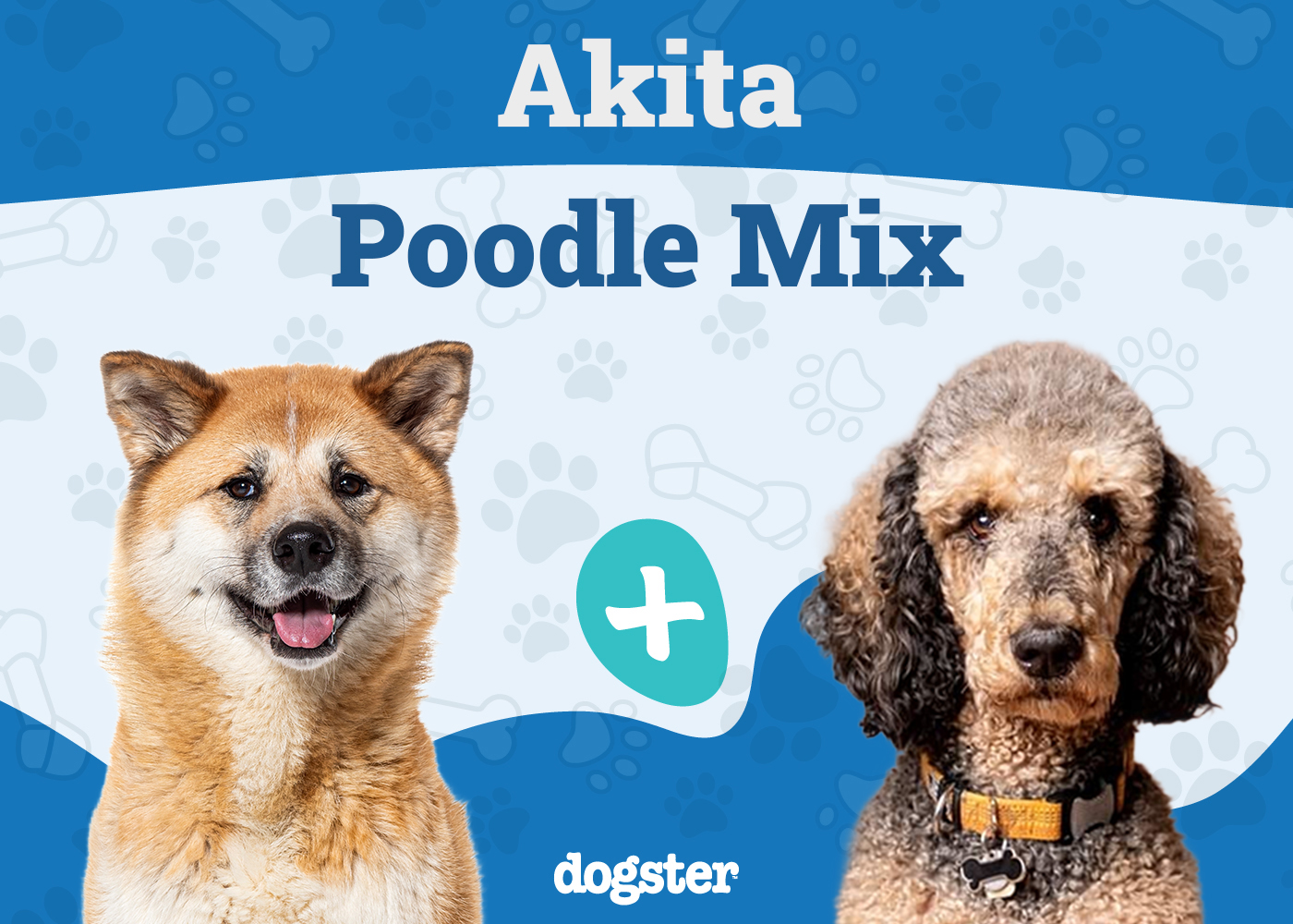 Aki-Poo (Akita Poodle Mix): Info, Pictures, Care Guide & More