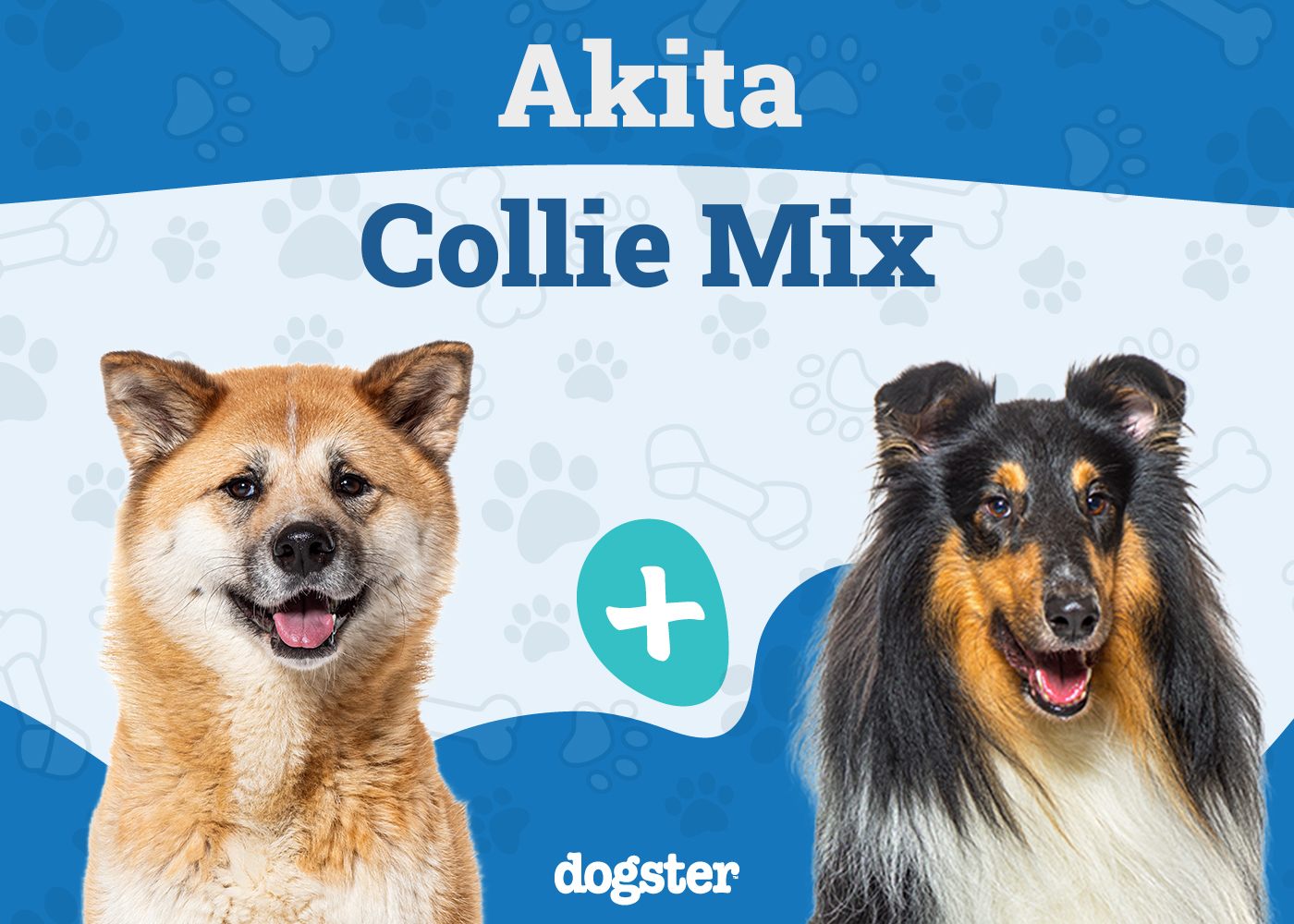 Akita Collie Mixed Dog Breed: Info, Pictures, Care & More