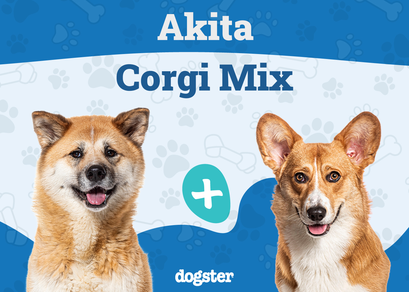 Akita Corgi Mixed Dog Breed: Info, Pictures, Care & More