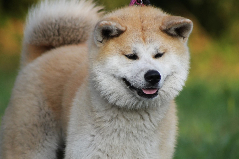 Akita Inu dog face close up