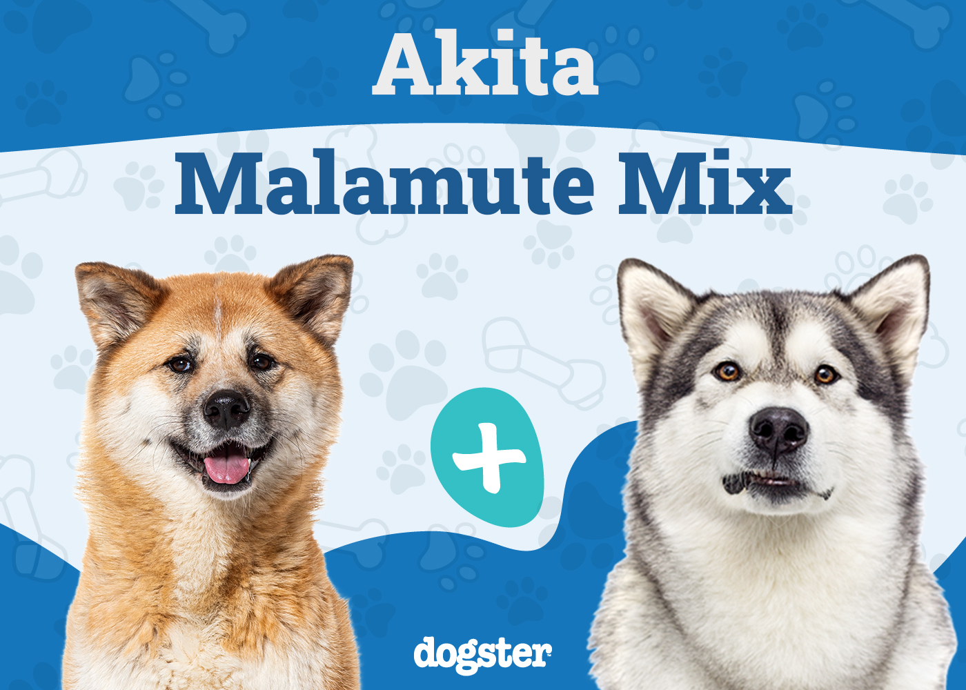 Akita Malamute Mix: Info, Pictures, Care & More