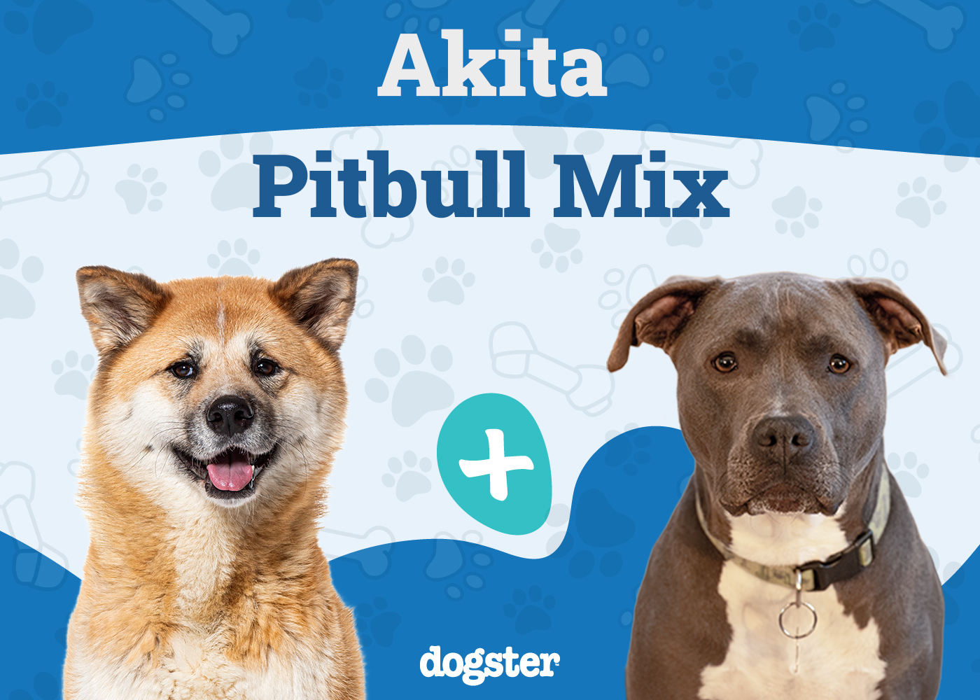 Akita Pit (Akita Pitbull Mix): Info, Pictures, Care & More