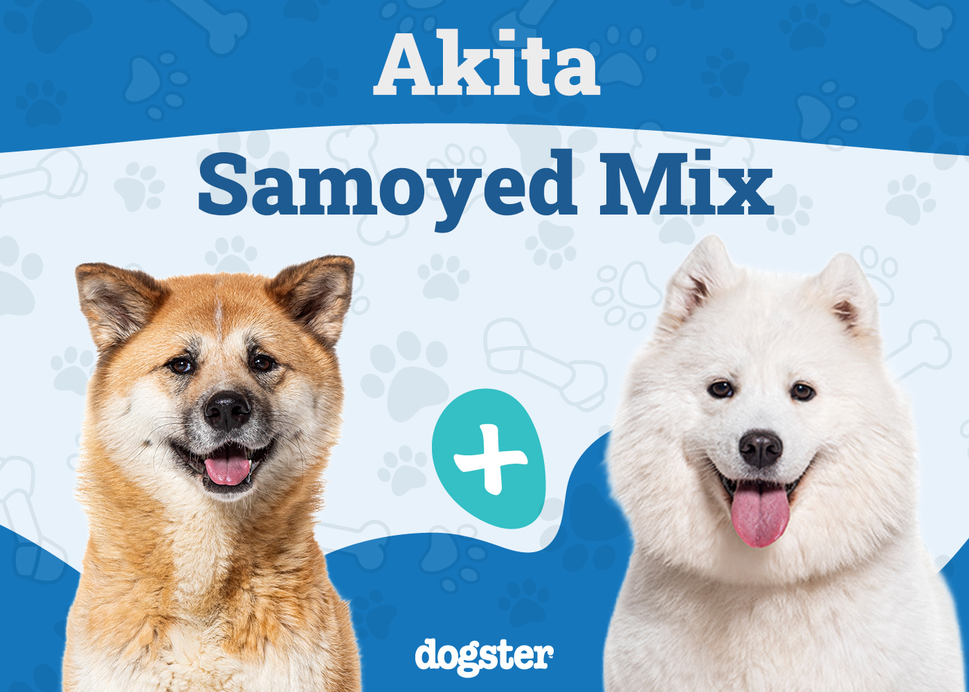 Akita Samoyed Mixed Dog Breed: Info, Pictures, Care & More