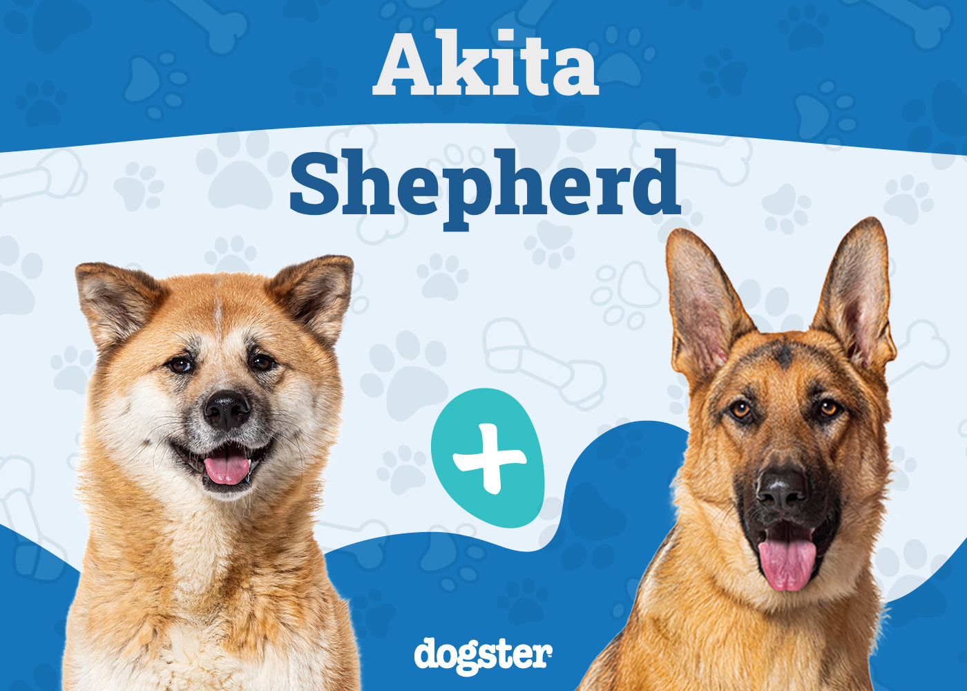 Akita Shepherd Dog Breed: Info, Pictures, Temperament, Care & More!