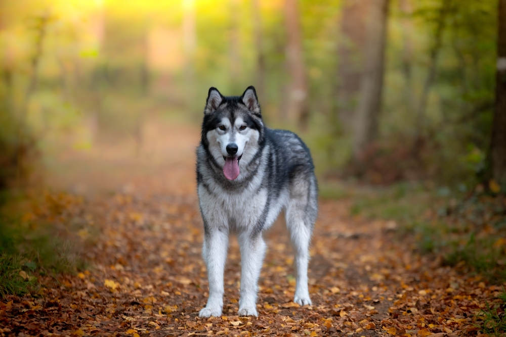 These Popular Dog Breeds May Be More Aggressive Than You Think