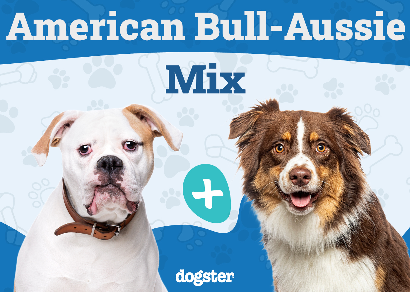 American Bull-Aussie Dog Breed: Info, Pictures, Care Guide & More