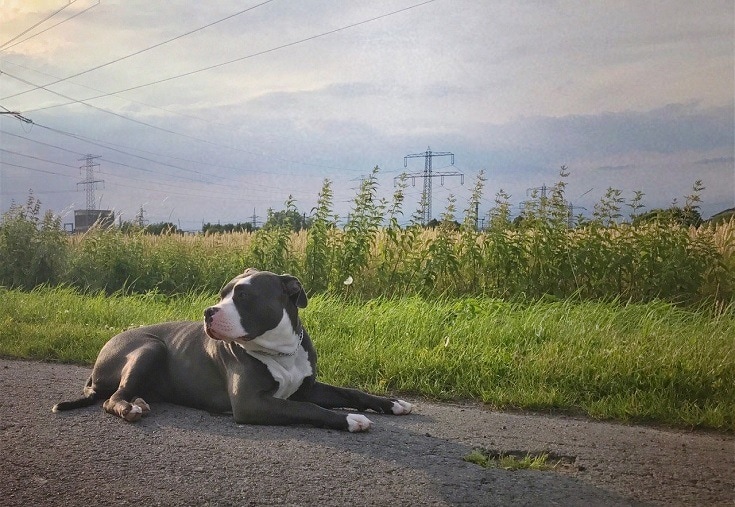 Pitbull Bulldog Mix Dog Breed: Info, Pictures, Traits & Care