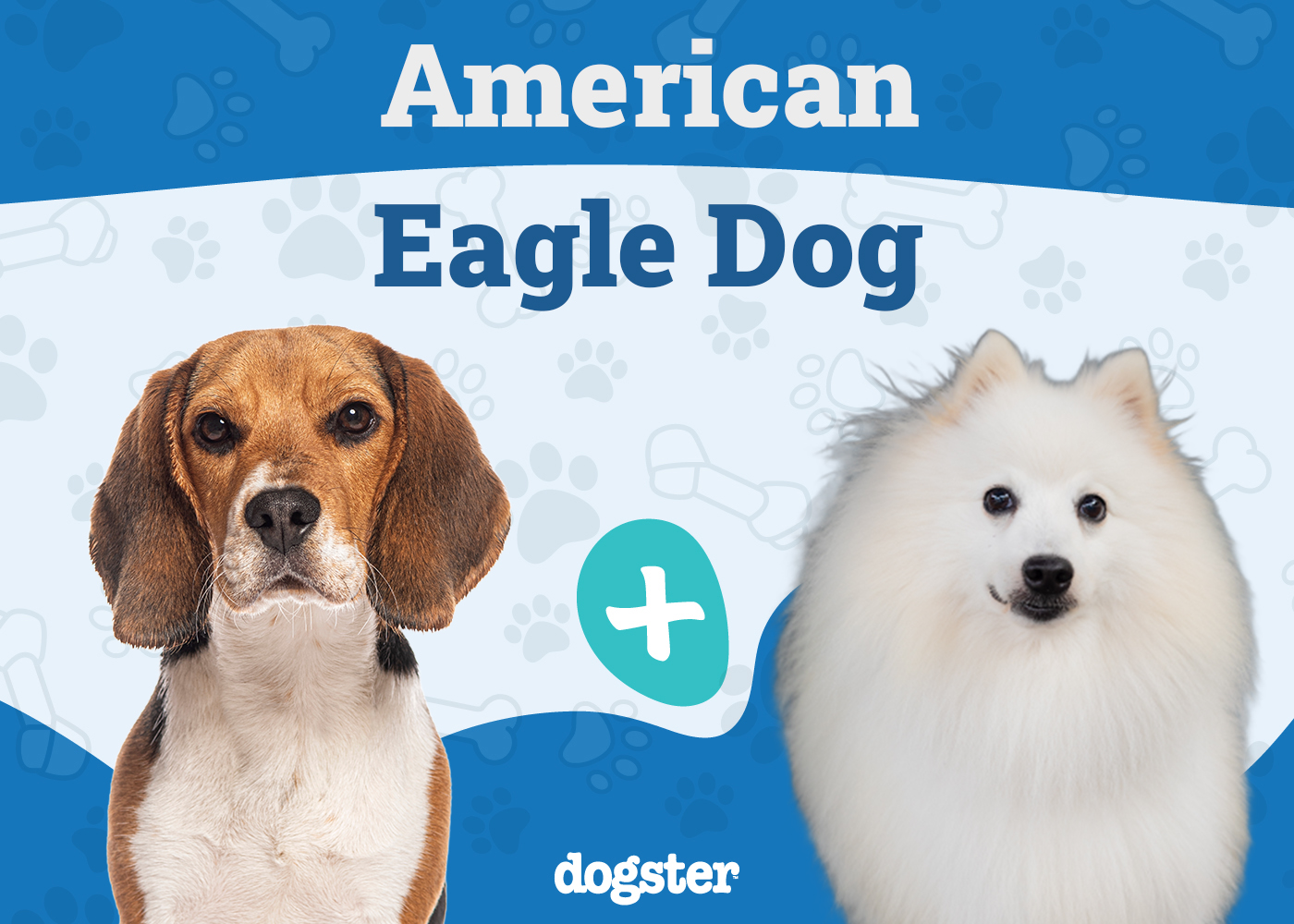 American Eagle Dog (American Eskimo Beagle Mix) - Info, Pictures & Care