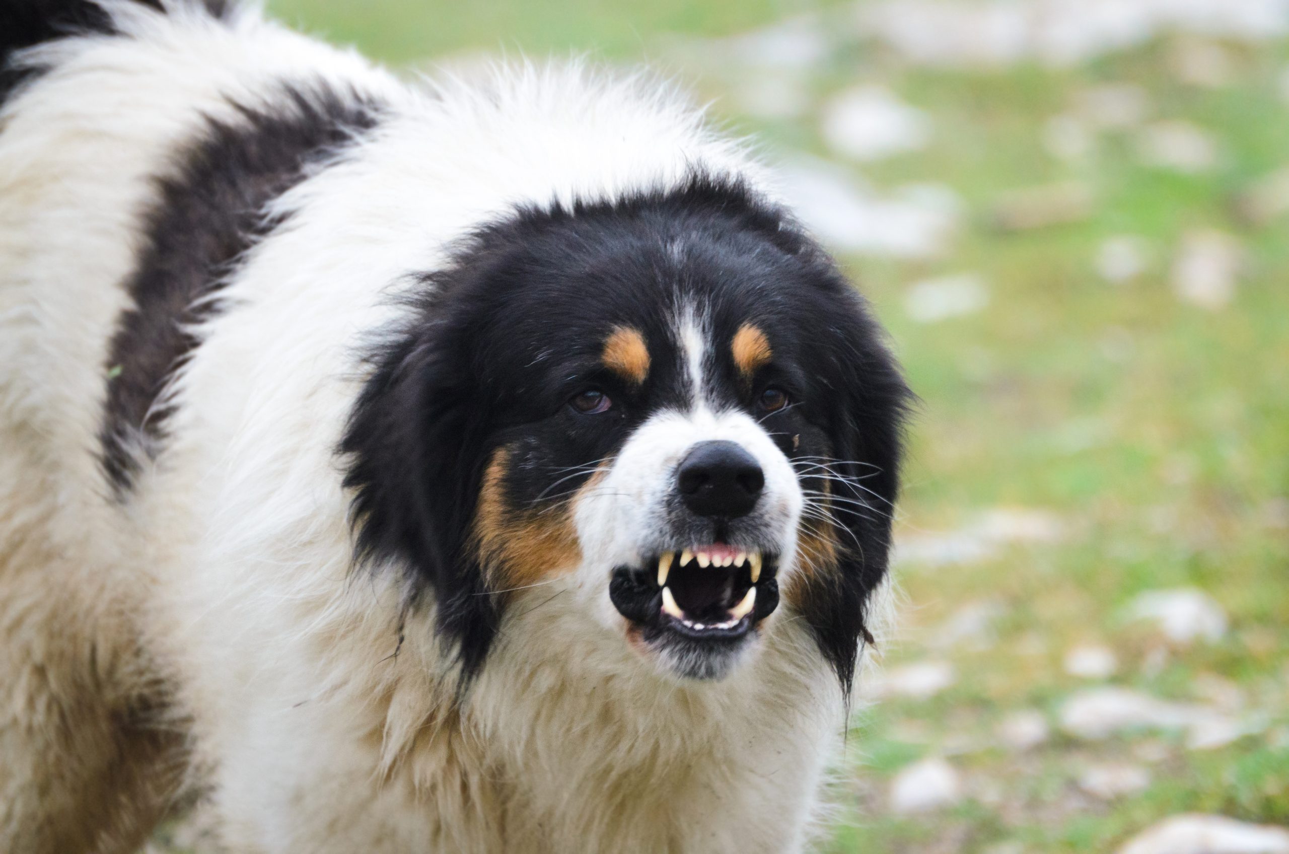 How to Manage Territorial Aggression in Dogs: Causes & Vet-Approved Tips