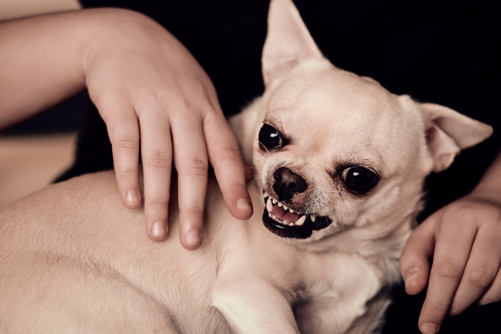 Angry dog bites