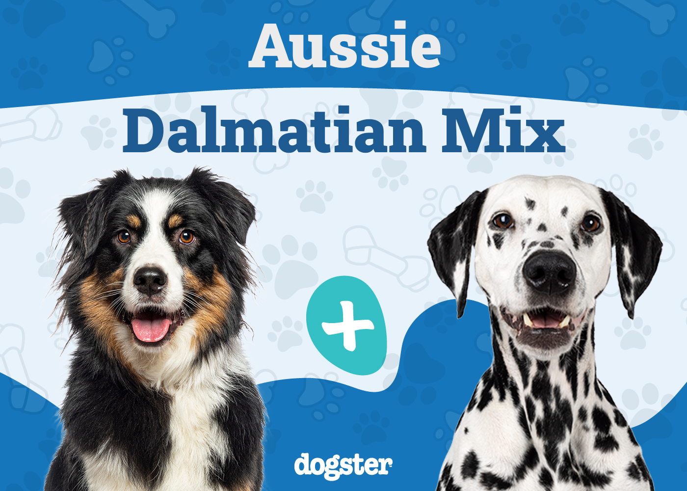 Aussie Dalmatian Mix: Info, Pictures, Care & More