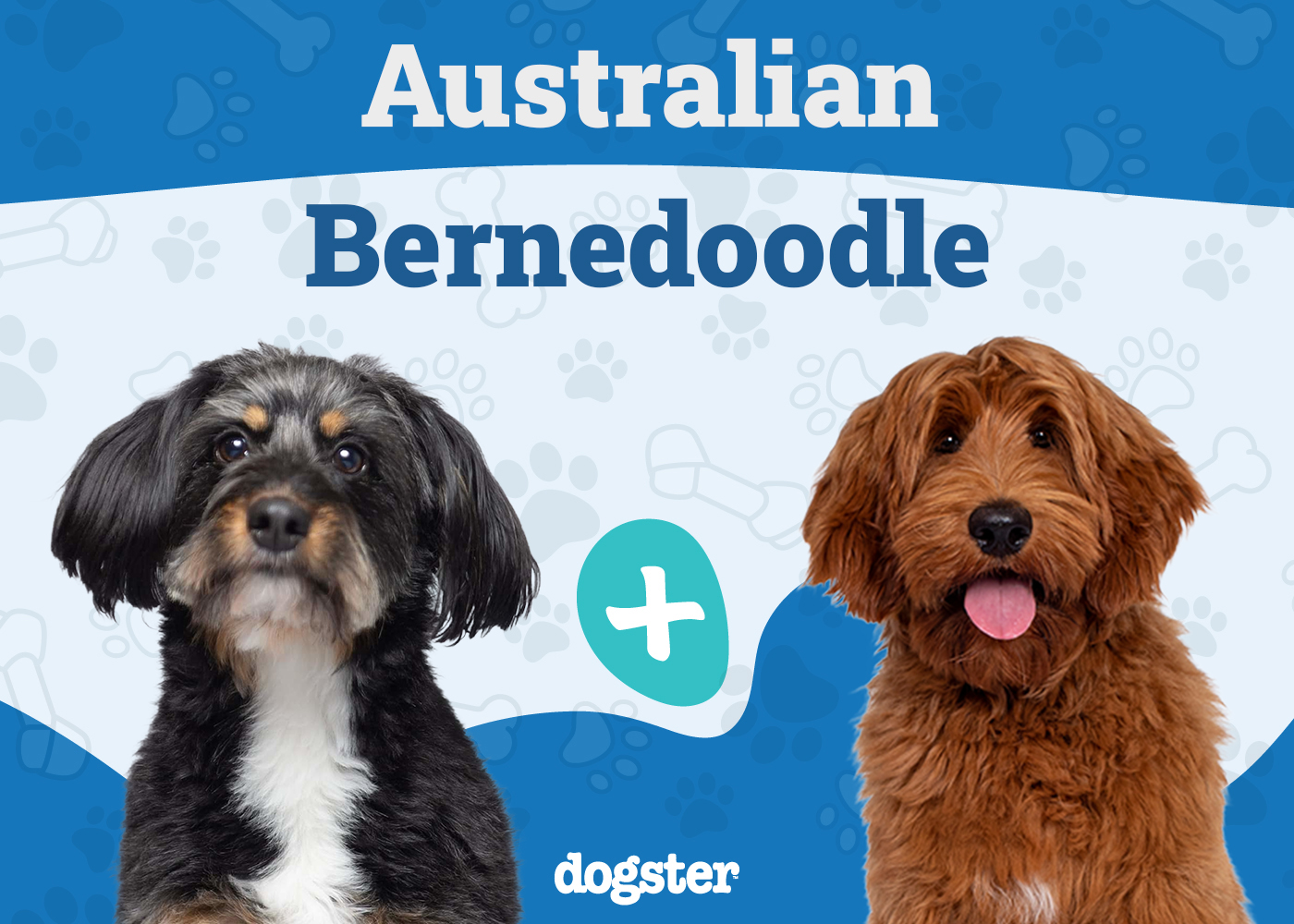 Australian Bernedoodle Dog Breed: Info, Pictures, Facts & Characteristics