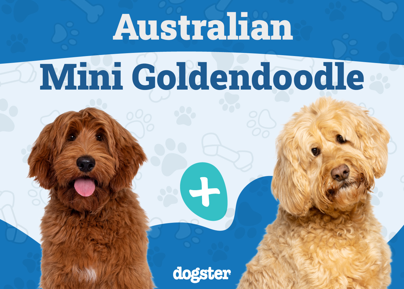 Australian Mini Goldendoodle Dog Breed: Info, Pictures, Care Guide & More