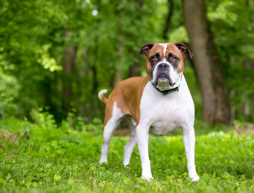 Banter Bulldogge Dog Breed: Info, Pictures, Care Guide & Traits