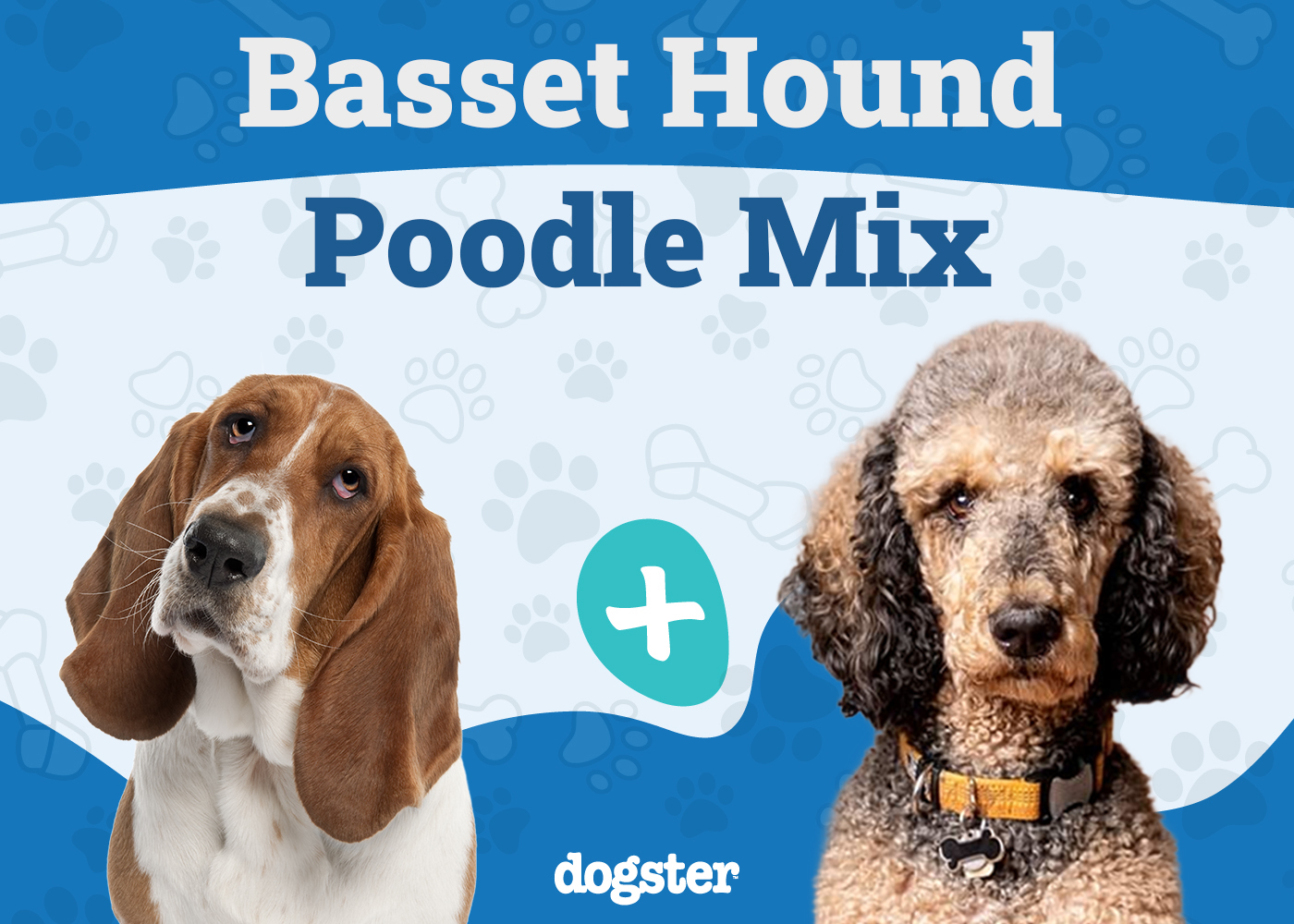 Bassetoodle (Basset Hound & Poodle Mix): Info, Pictures & Care
