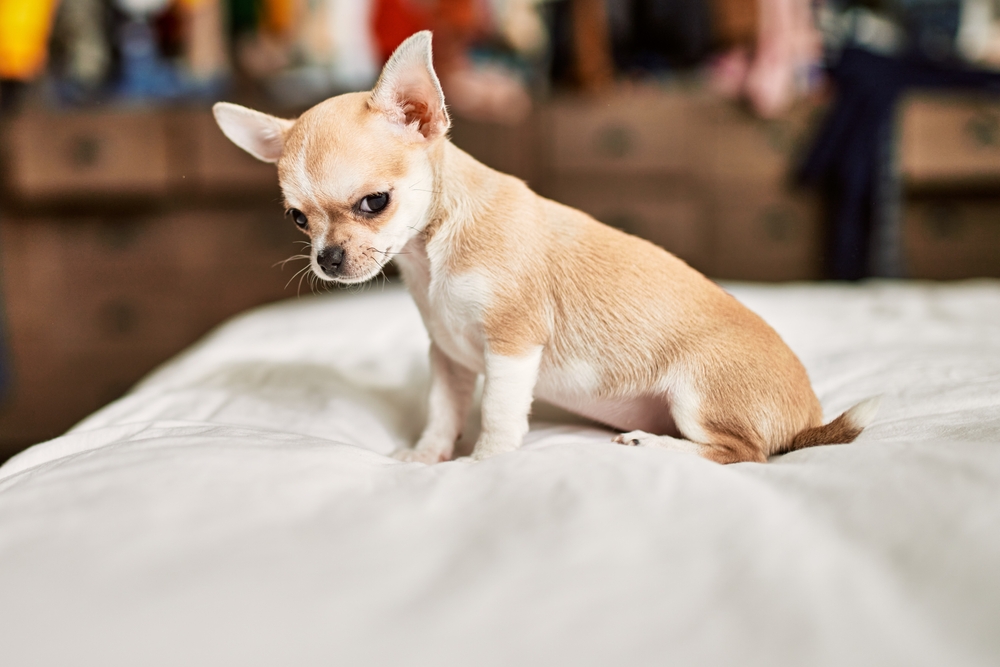 History of Small Dogs: Evolution, Jobs, Origins & More (Vet-Verified Info)