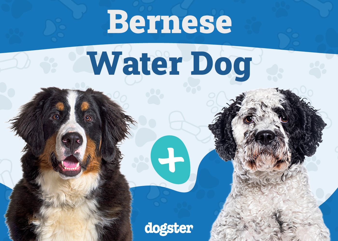Bernese Water Dog Mixed Breed: Info, Pictures, Care & More