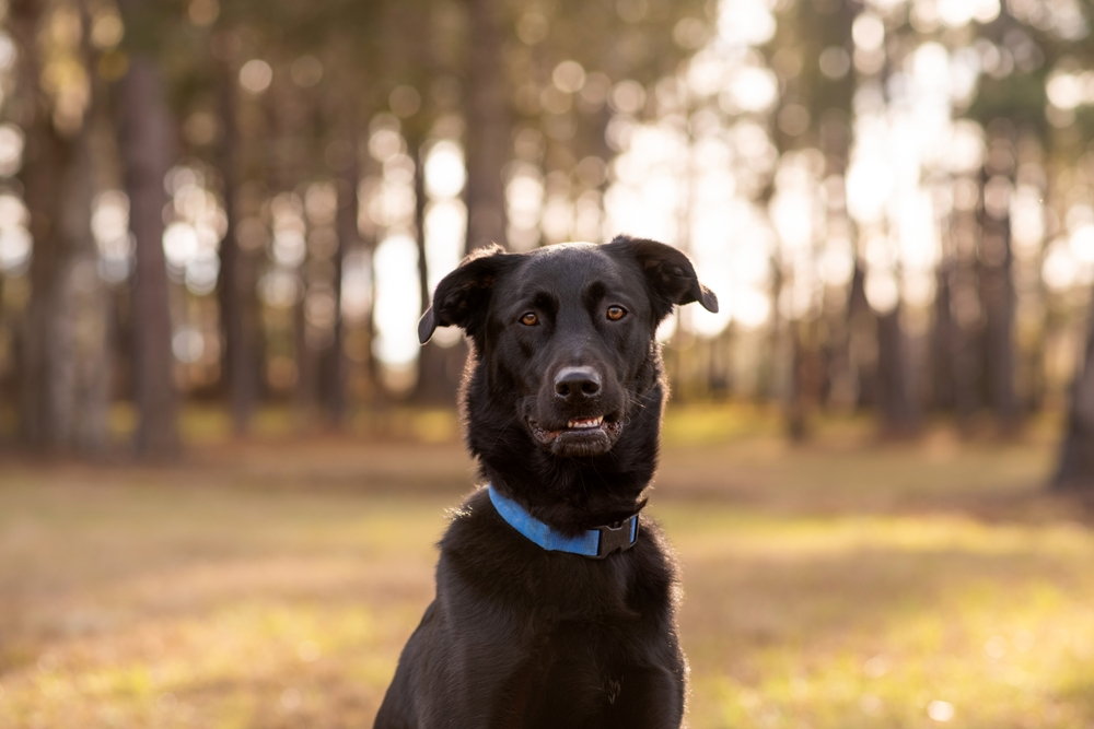 10 Best Large Dog Collars in 2026 - Reviews & Top Picks