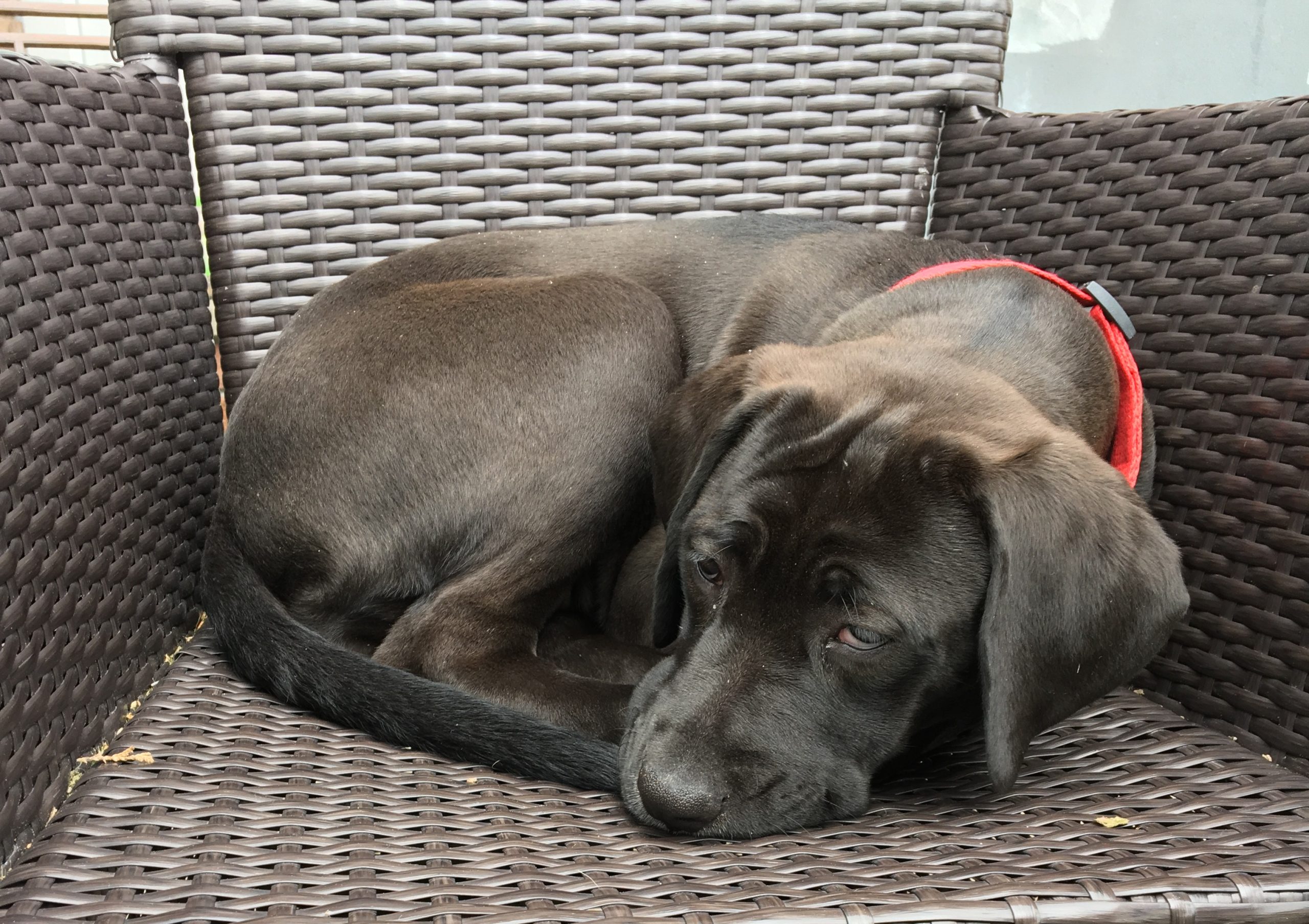 Black-labrador-puppy-on-a-garden-chair