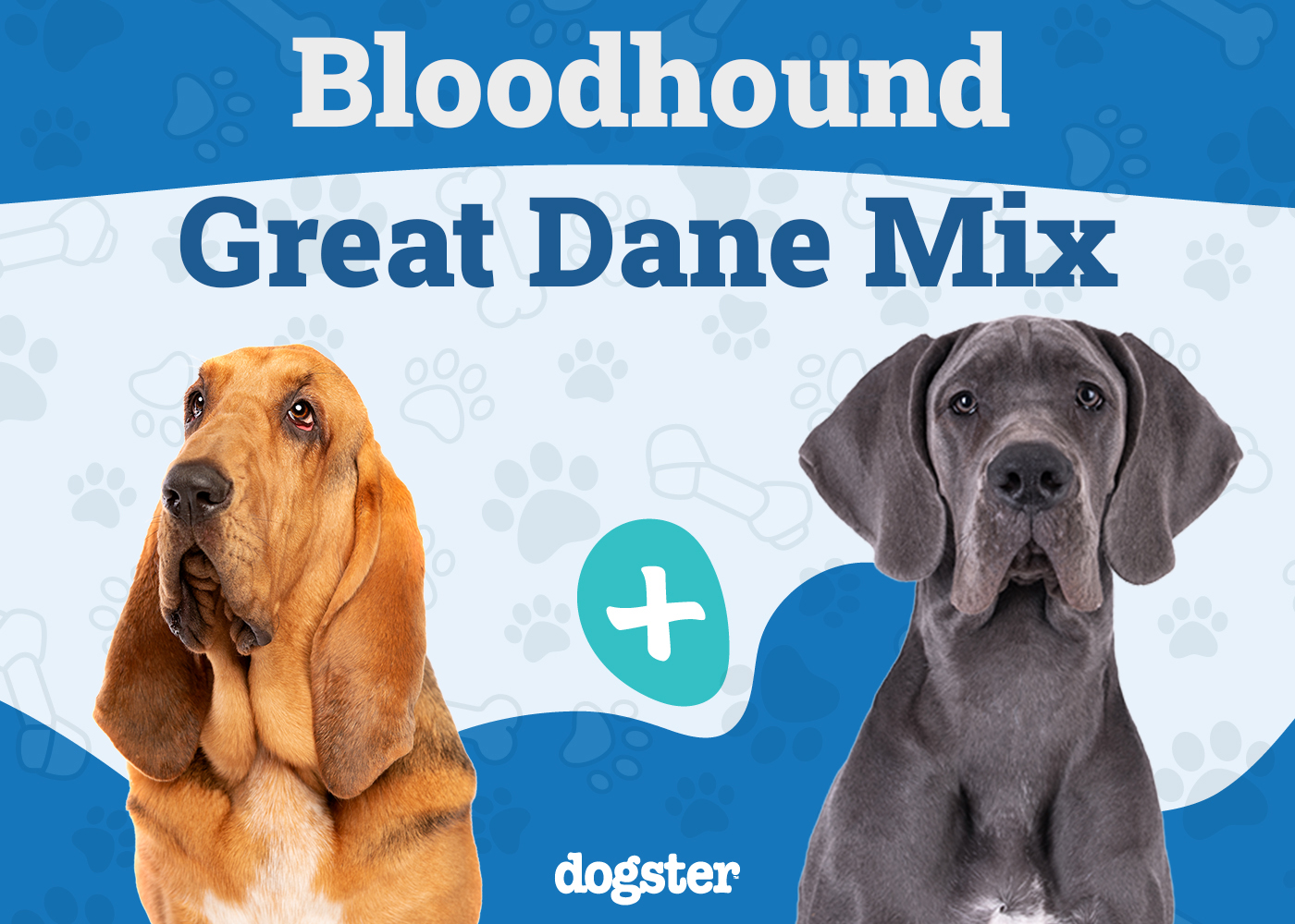 Bloodhound Great Dane Mix: Info, Pictures, Care & More