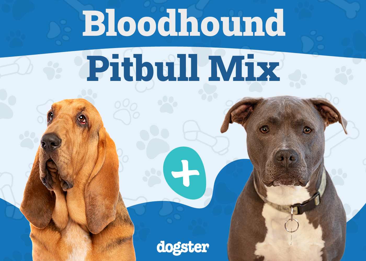 Bloodhound Pitbull Mixed Dog Breed: Info, Pictures, Care & More