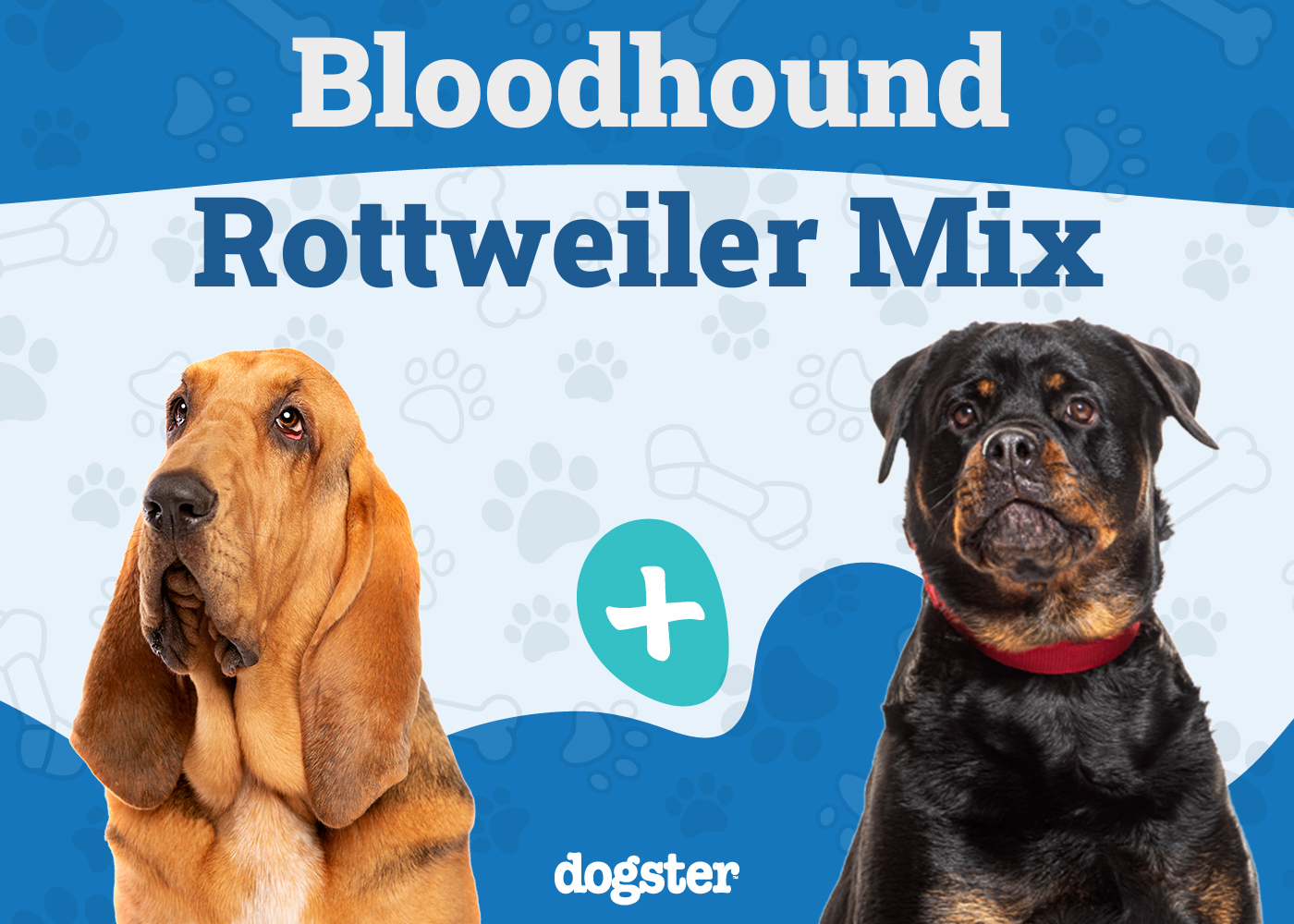 Bloodhound Rottweiler Mix: Info, Pictures, Care & More