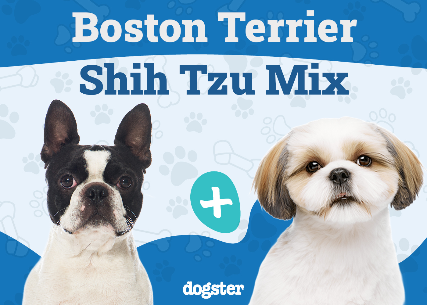 BoShih (Boston Terrier & Shih Tzu Mix): Info, Pictures, Care & More
