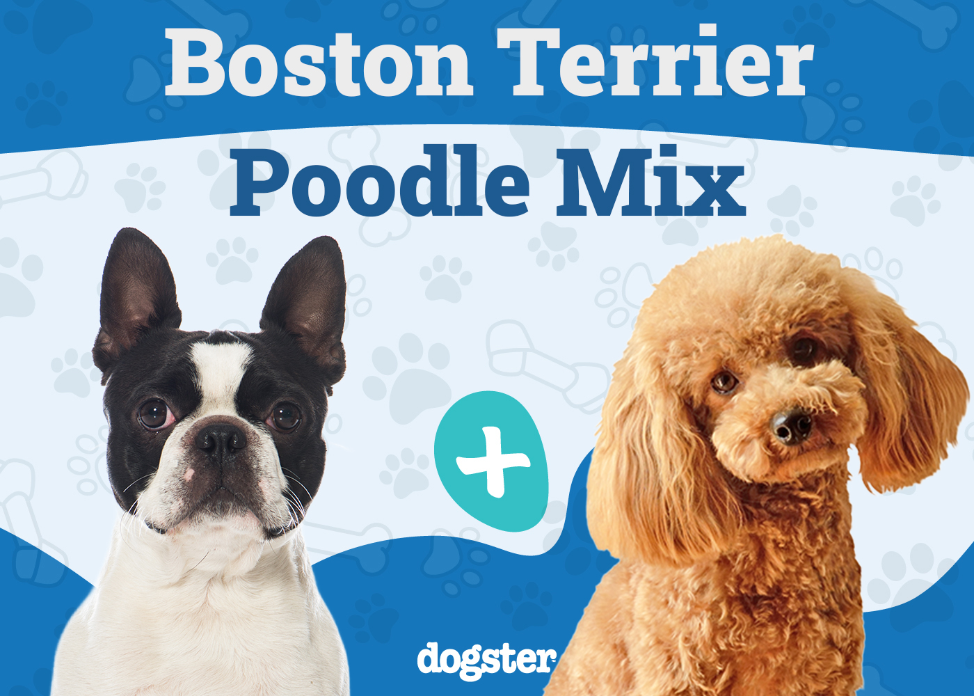 Bossi-Poo (Poodle & Boston Terrier Mix): Info, Pictures, Care & More