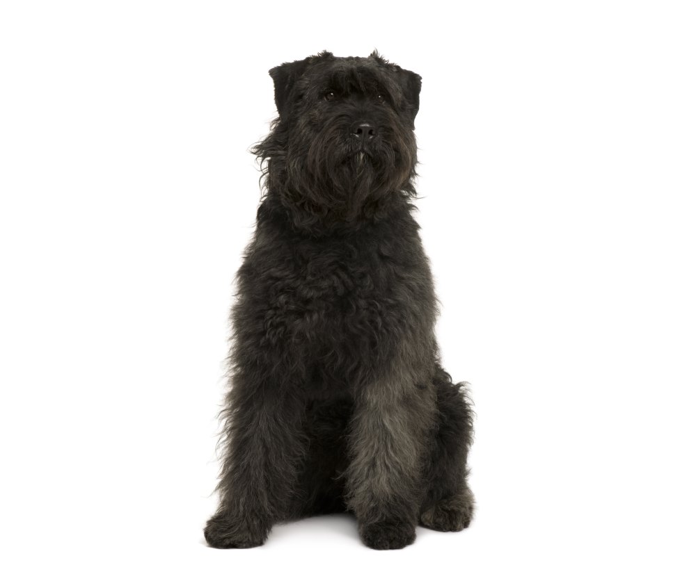 Bouvier des Ardennes Dog Breed: Info, Pictures, Care & Traits