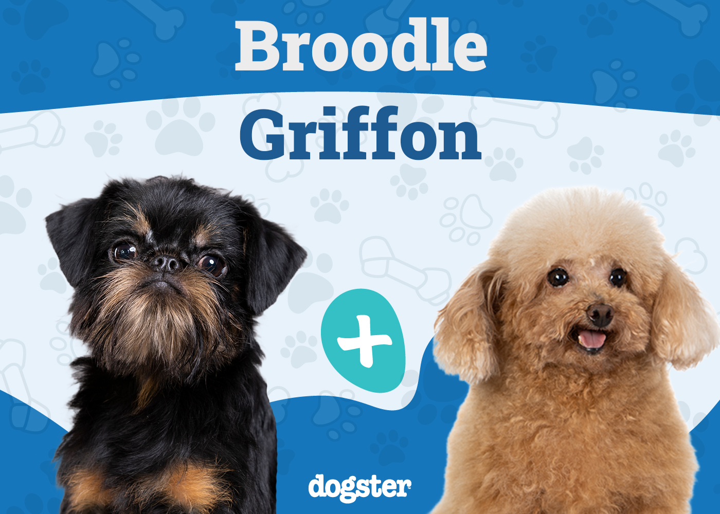 Broodle Griffon (Brussels Griffon & Poodle Mix): Info, Pictures, Care & Traits