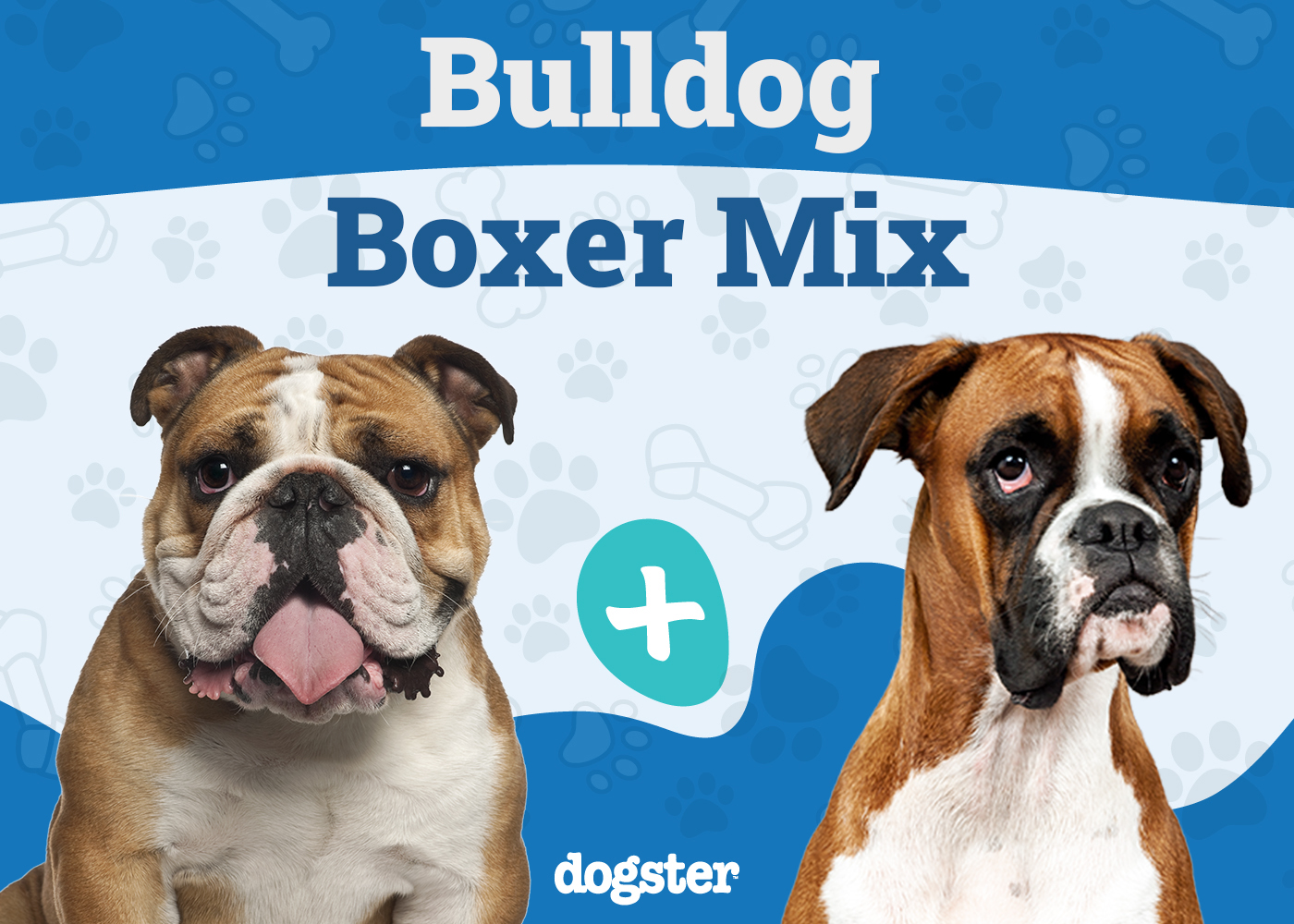 Bull Boxer (Bulldog & Boxer Mix): Info, Pictures, Facts, Care & More