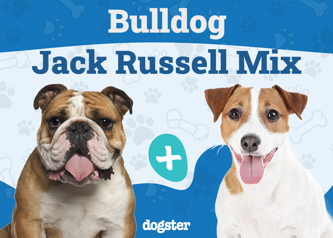 Bull-Jack (Bulldog & Jack Russell Mix): Info, Pictures, Care & More