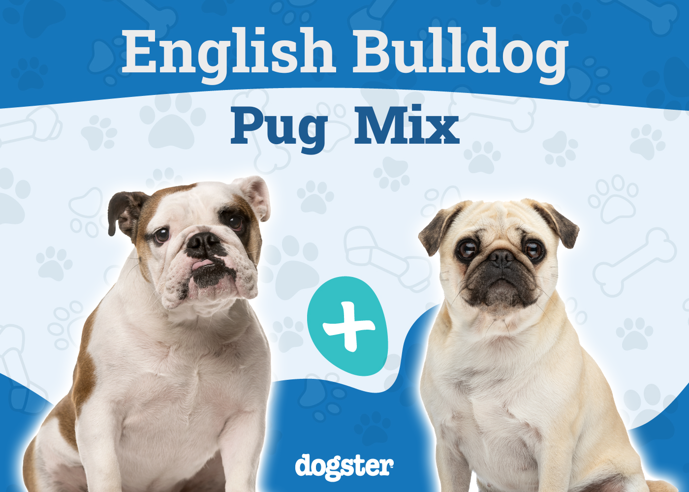 Miniature Bulldog (Pug & English Bulldog Mix): Info, Pictures, Care & More