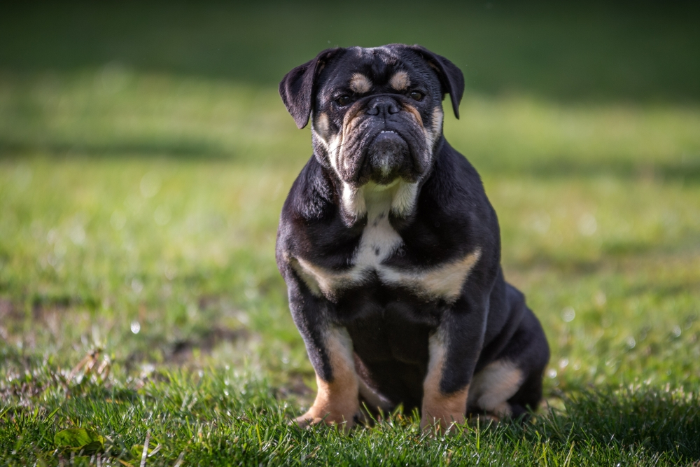 Why Do Bulldogs Have Wrinkles? Facts, Risks & Preventive Care (Vet-Reviewed)