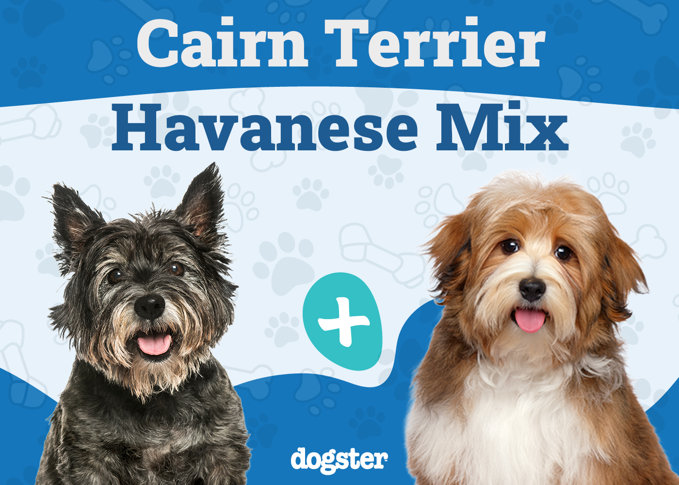 Cairnese (Cairn Terrier & Havanese Mix): Info, Pictures, Care & More