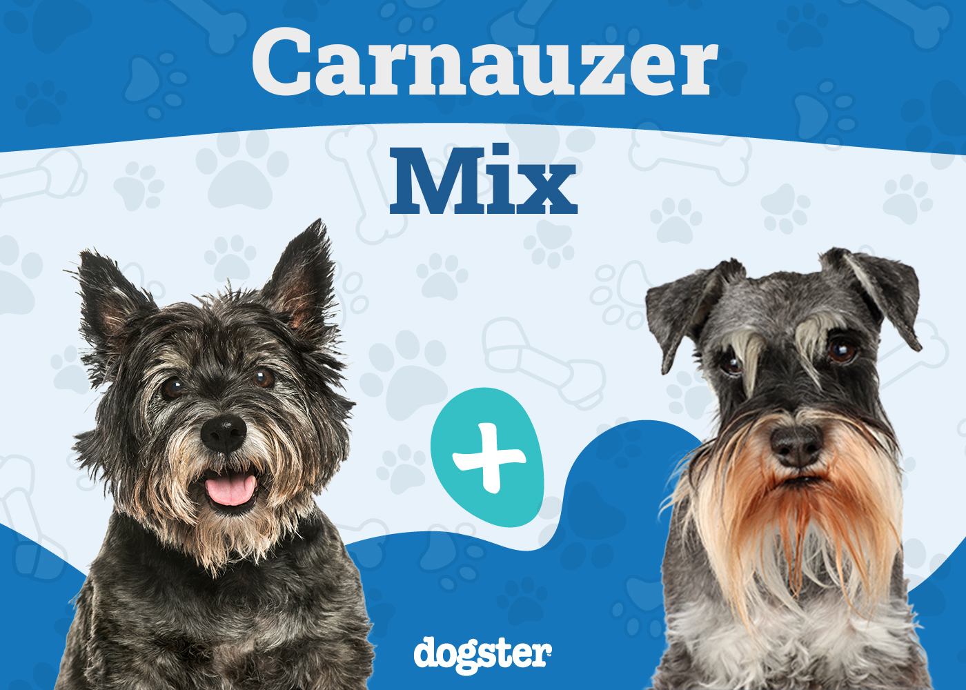 Carnauzer Dog Breed: Info, Pictures, Care & More