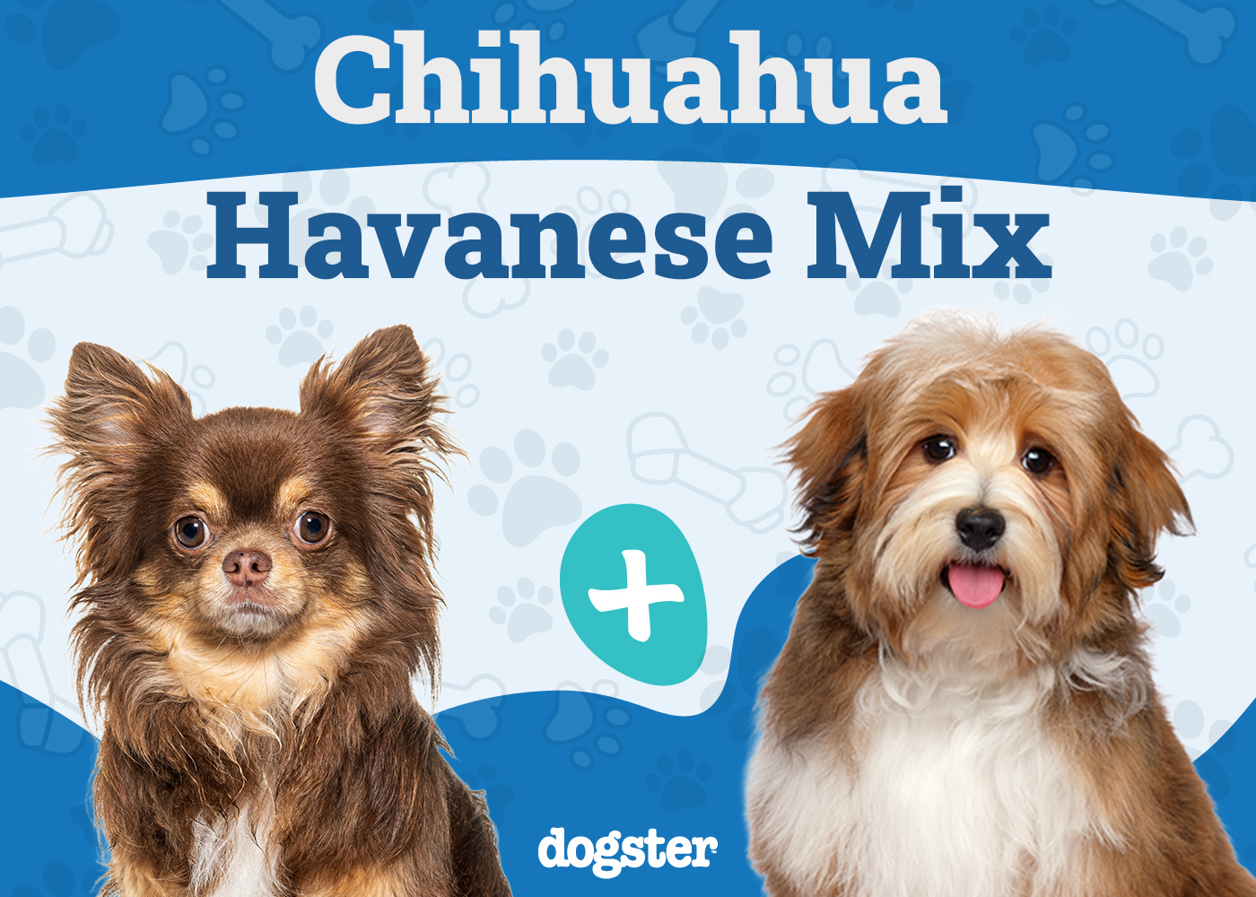 Cheenese (Chihuahua & Havanese Mix): Info, Pictures, Care & More
