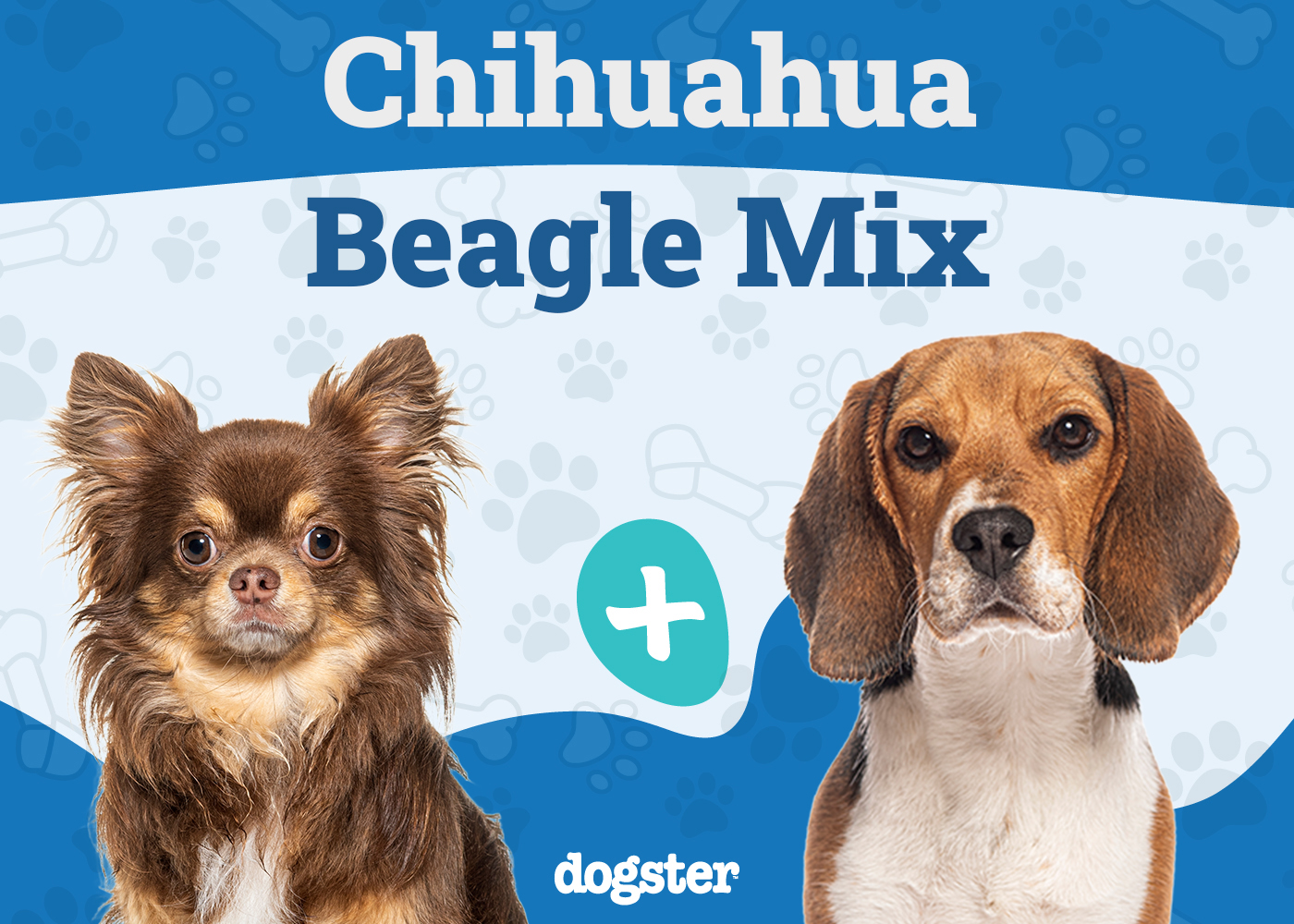 Cheagle (Chihuahua & Beagle Mix): Info, Pictures, Care & More