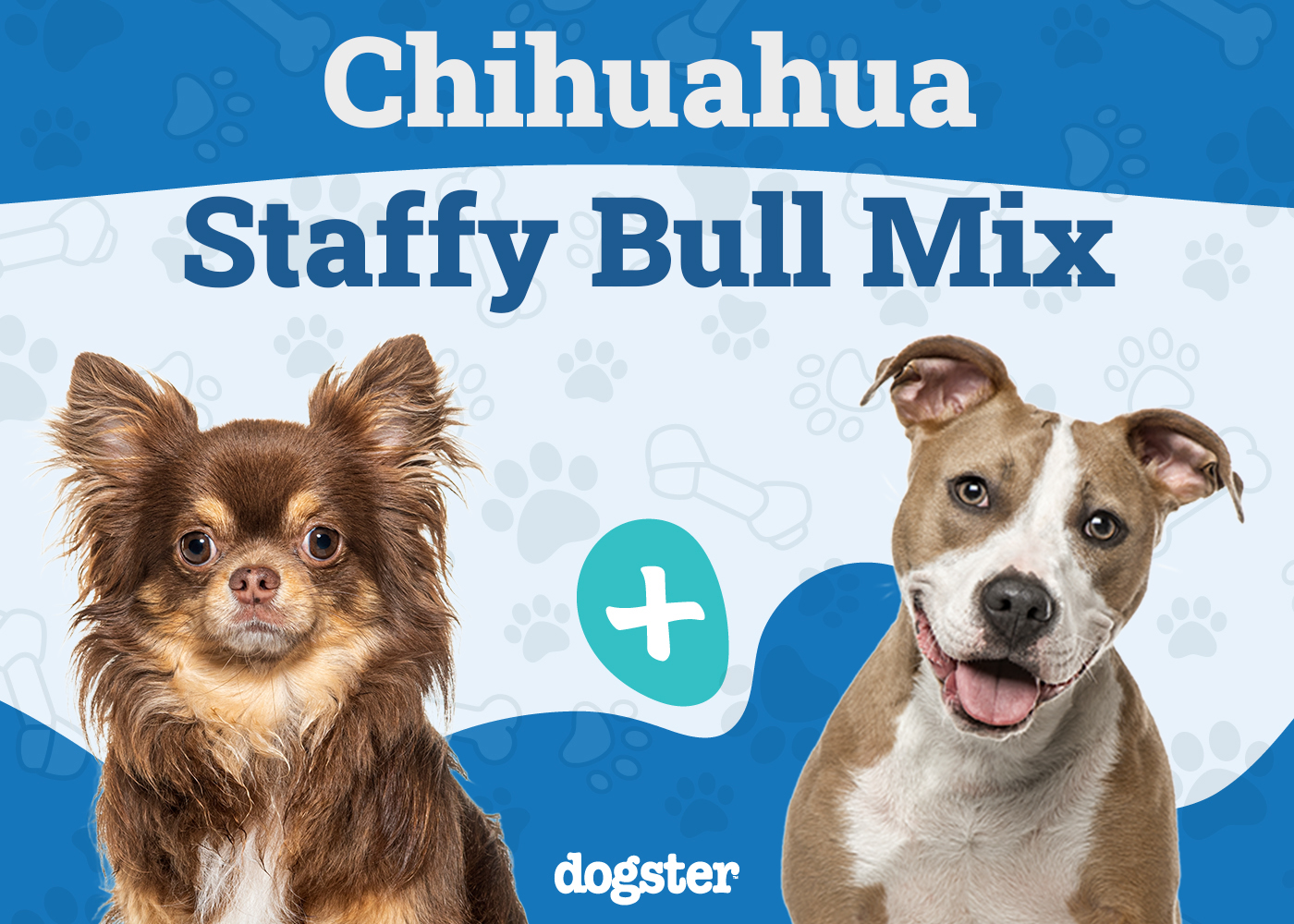 Chi Staffy Bull Dog Breed: Info, Pictures, Care Guide & More