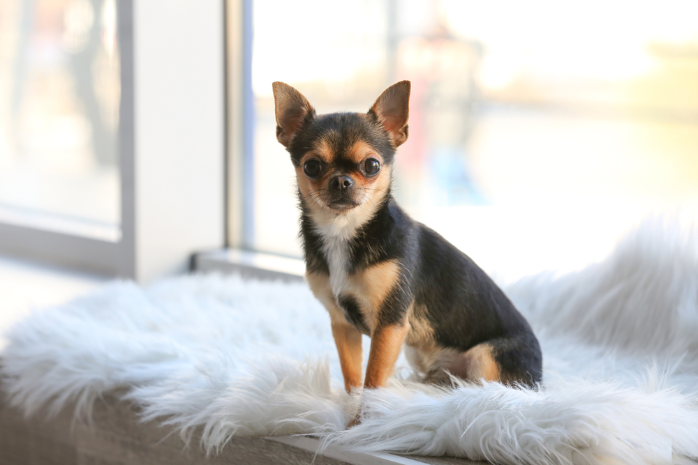 Are Chihuahuas Smart? Vet-Approved Intelligence Explanation