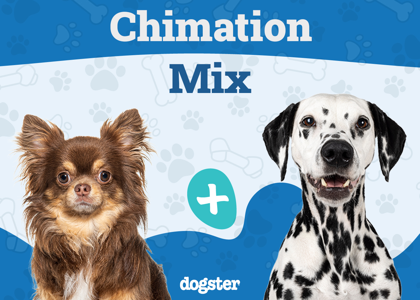 Chimation (Dalmatian & Chihuahua Mix): Info, Pictures, Care & More
