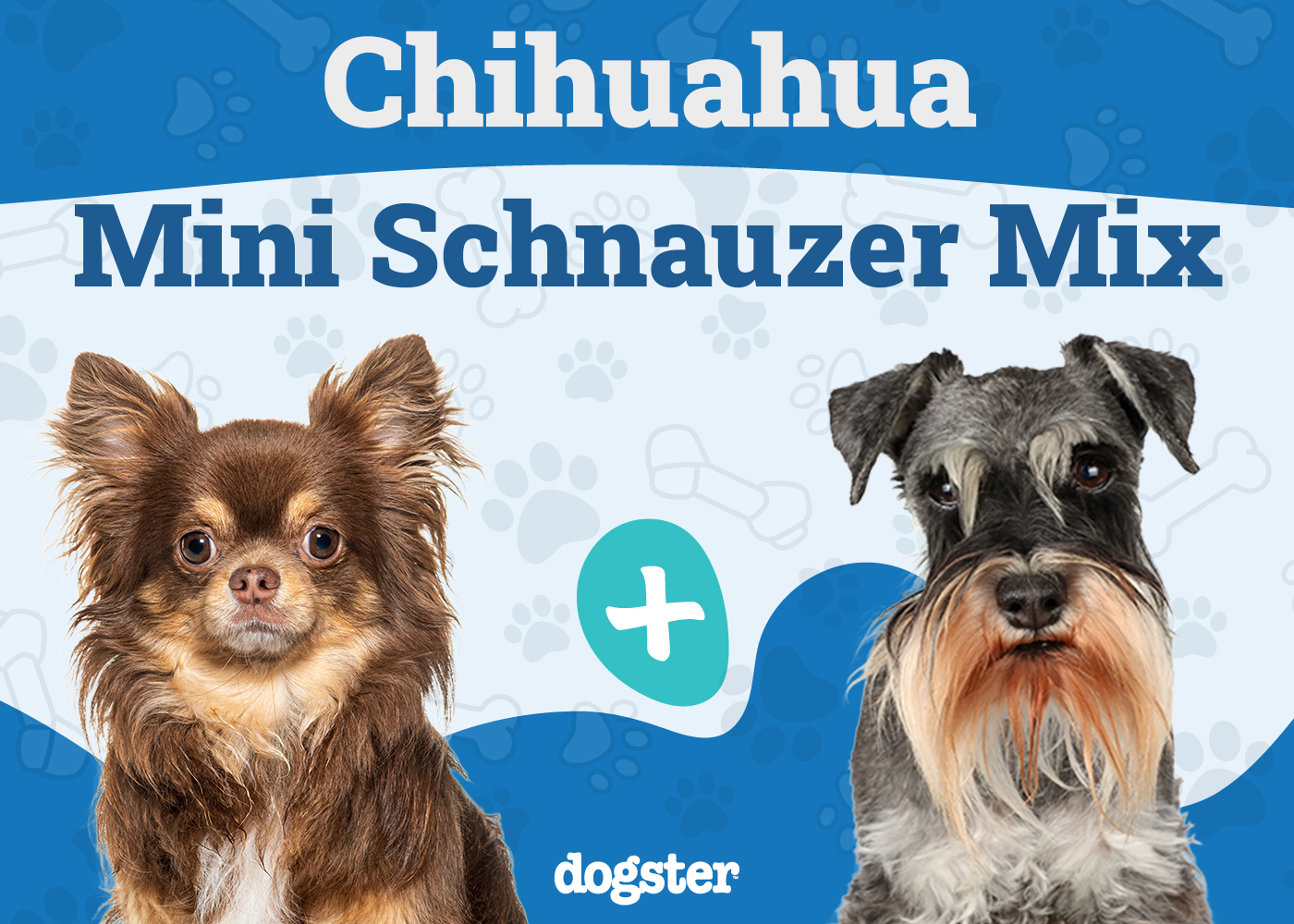 Chizer (Chihuahua & Miniature Schnauzer Mix): Info, Pictures, Care & More