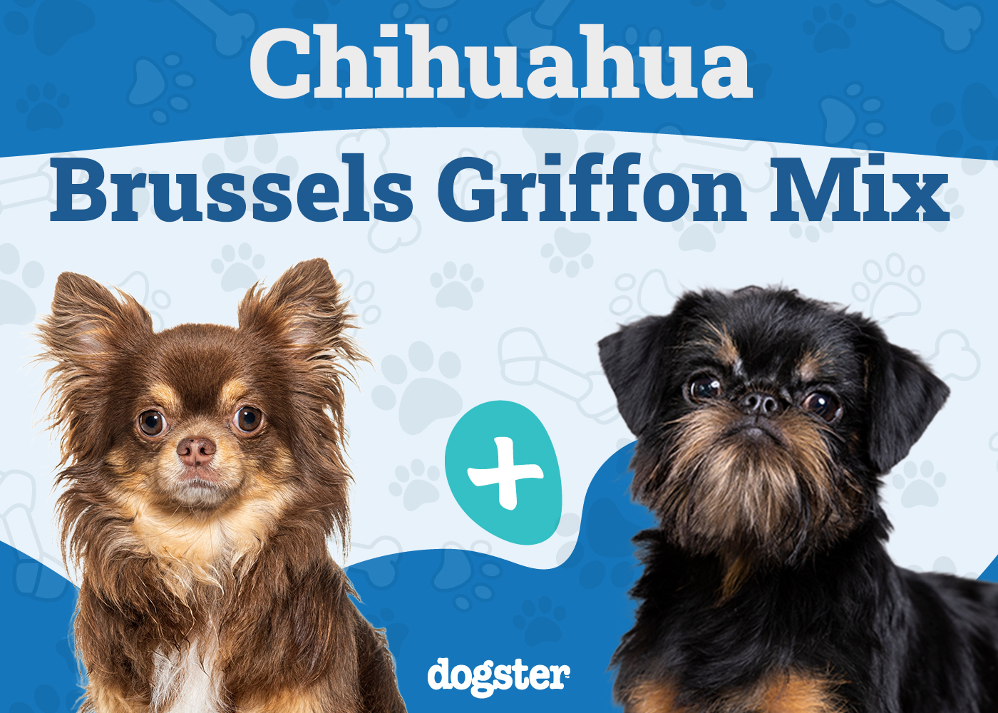 Chussel (Chihuahua & Brussels Griffon Mix): Info, Pictures, Care & More