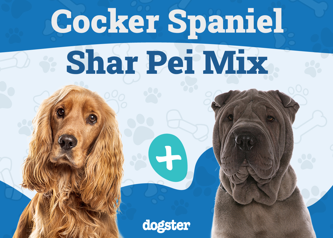 Cocker-Pei (Shar-Pei and Cocker Spaniel Mix): Info, Pictures, Care & More