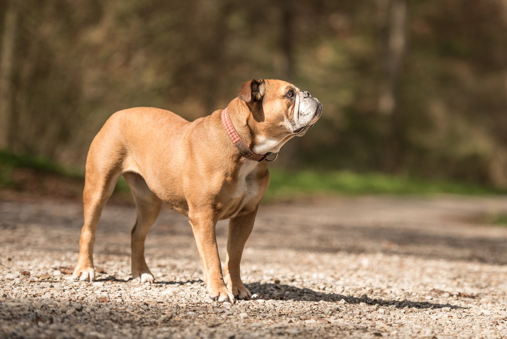 Continental Bulldog Breed: Info, Pictures, Care & More