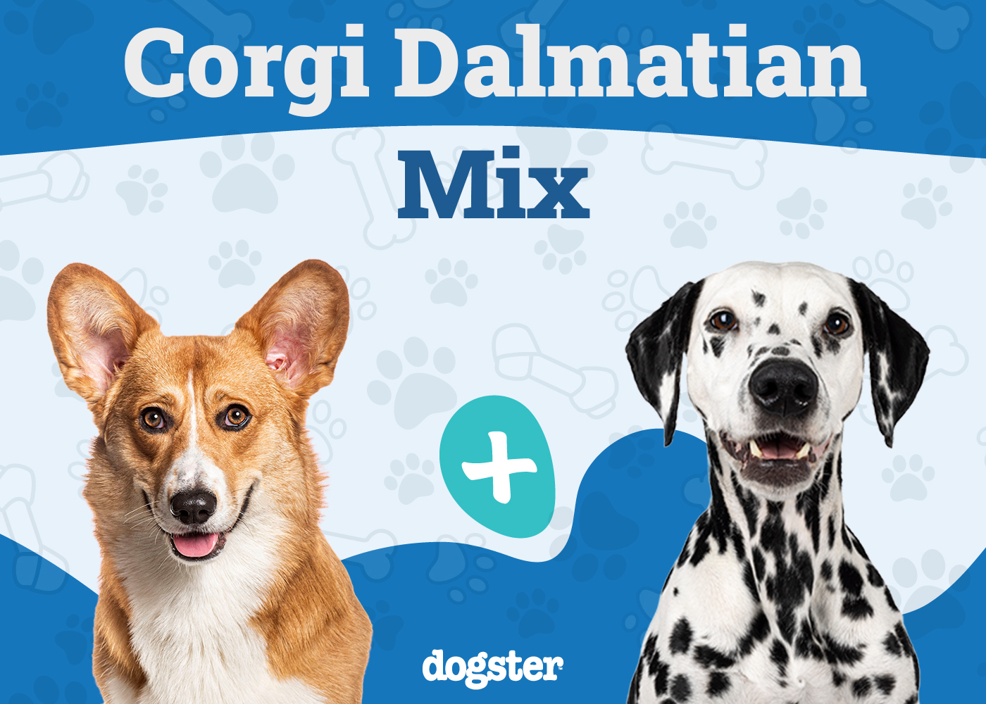 Corgi-Dalmatian (Dalmatian & Corgi Mix): Info, Pictures, Care & More