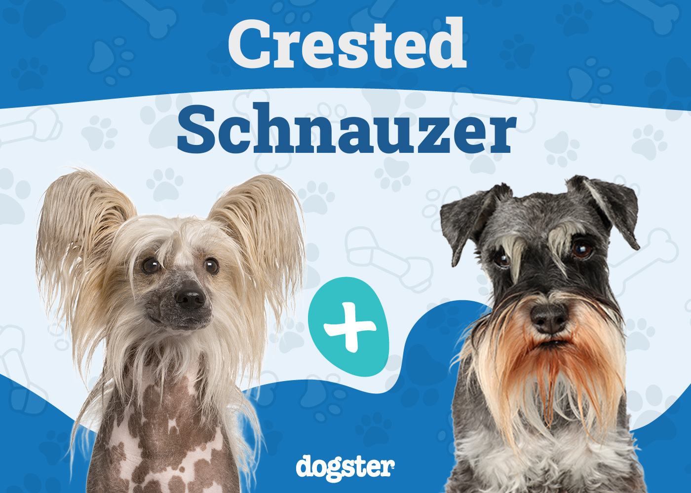 Crested Schnauzer Dog Breed: Info, Pictures, Care & More