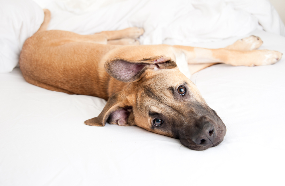 German Shepherd Great Dane Mix: Info, Pictures, Care & More