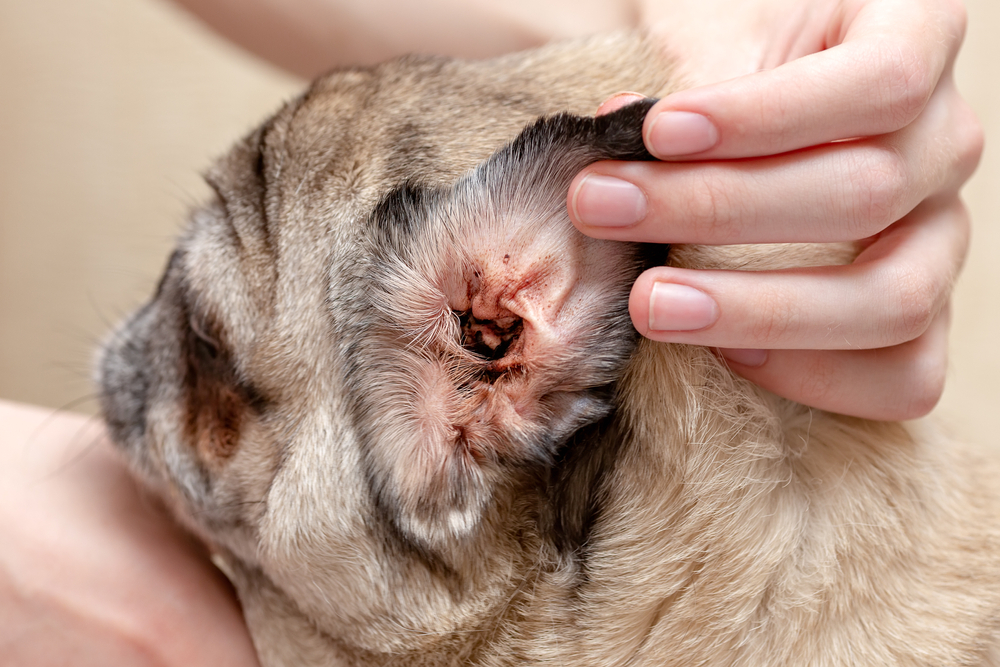 Why Does My Dog Keep Getting Ear Infections? Our Vet Explains Causes & Care